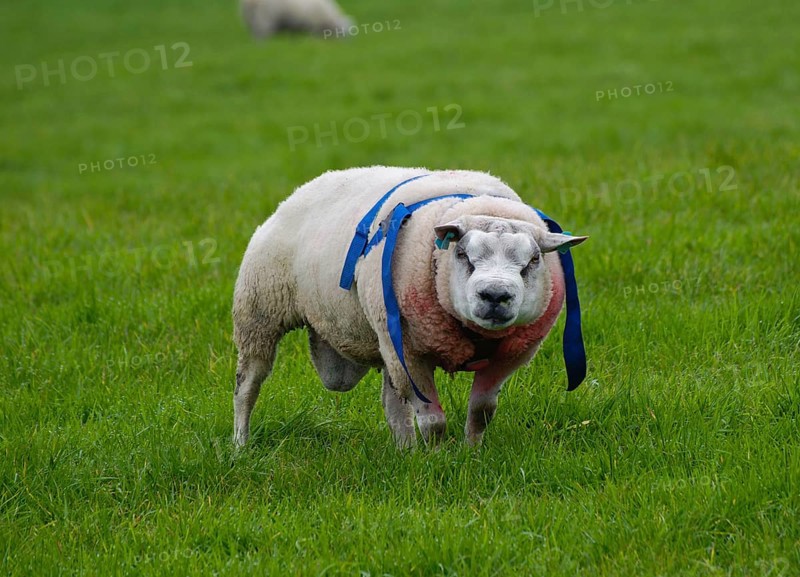 Domestic Sheep
