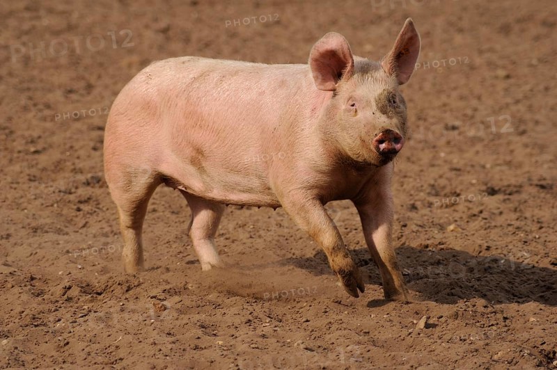 Domestic pig