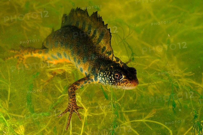Italian Crested Newt