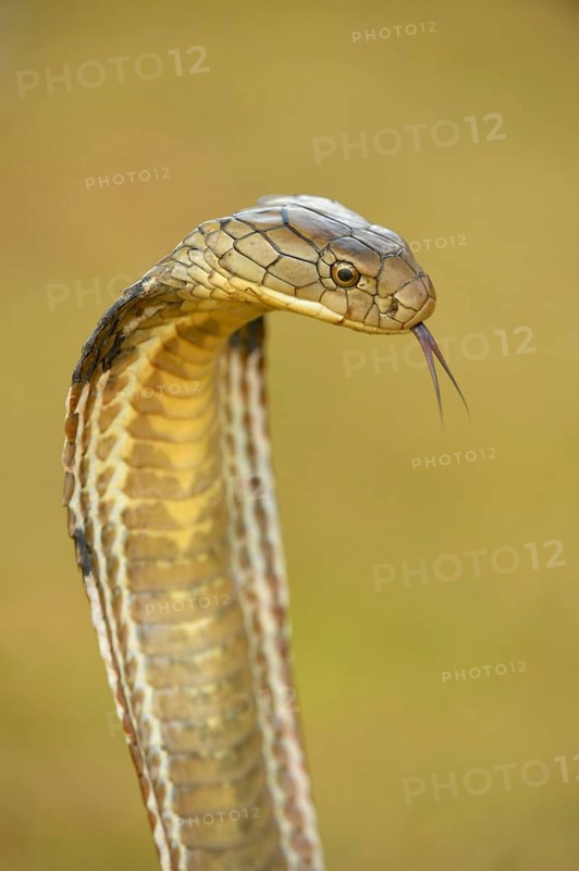 King Cobra