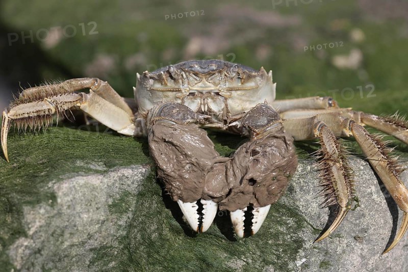Chinese Mitten Crab