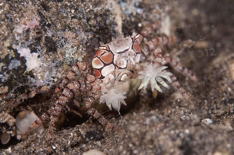 Boxer crab