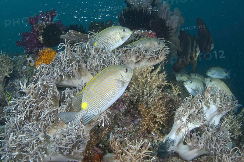 Orange-spotted spinefoot