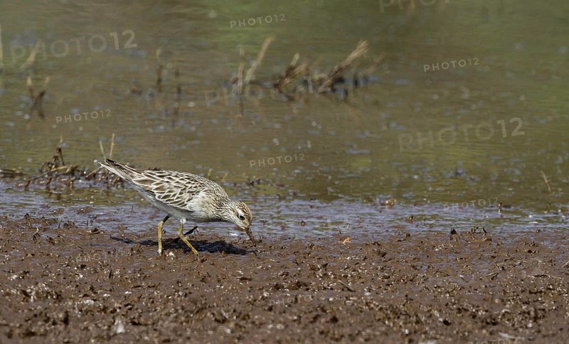 Sharp-tailed Sandpiper