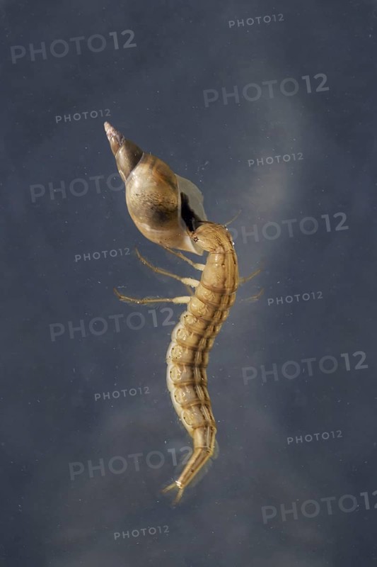 Larva of the large great diving beetle