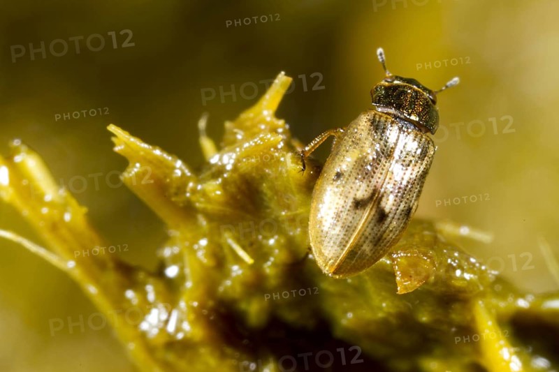 Beetle