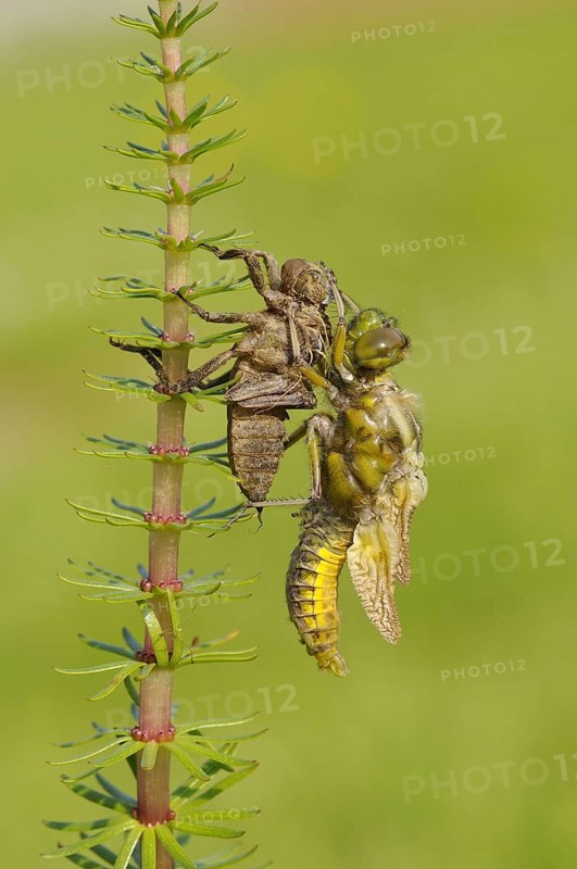 Broad-bodied Chaser adult