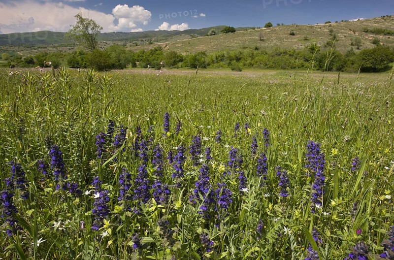 Blue Bugle