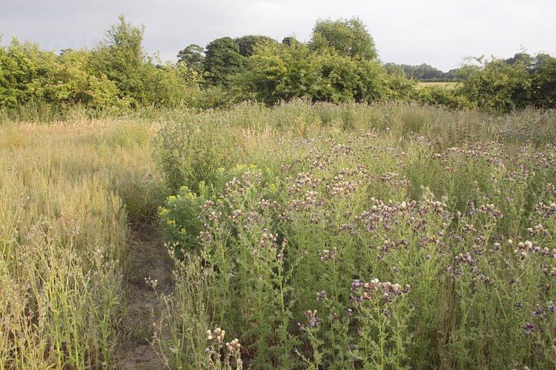 Creeping Thistle