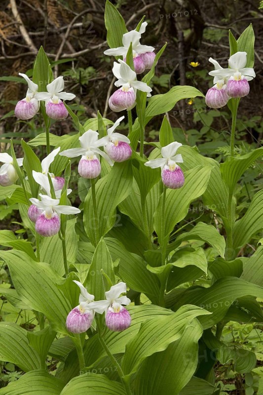 Showy Lady's Slipper