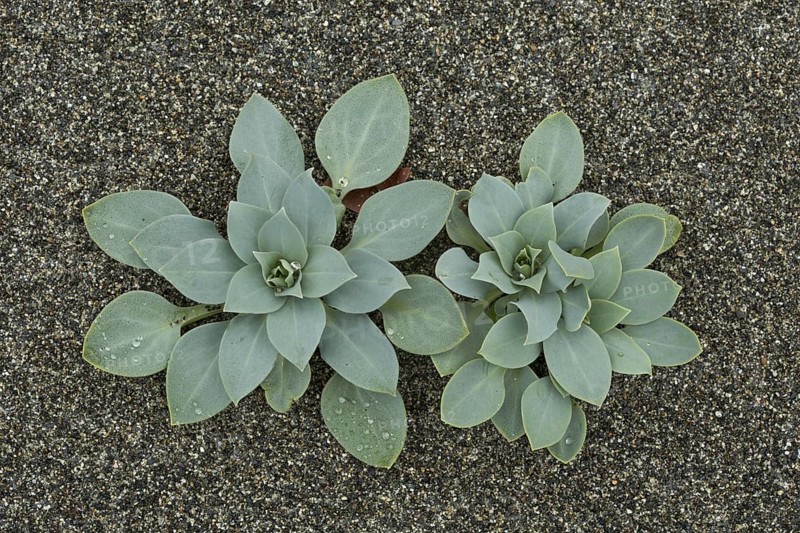 Oysterplant