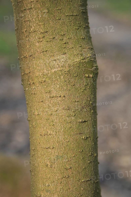 Walter's Dogwood