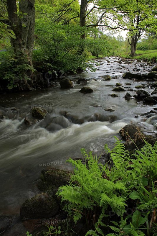 Fast flowing river in woodland habitat