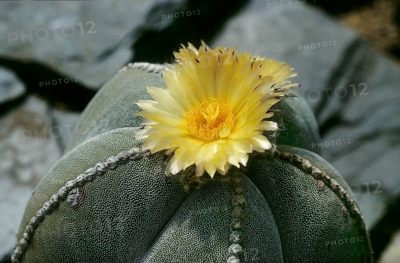 Bishop's cap cactus