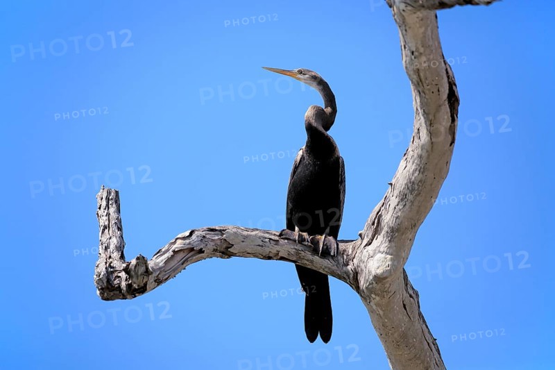 India oriental darter