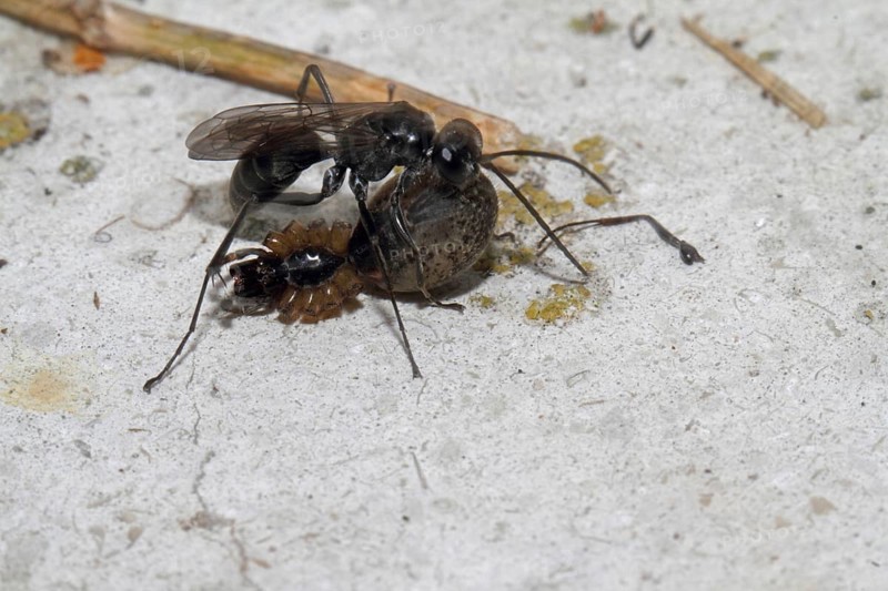 Toenail wasp