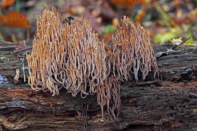Branched cup coral