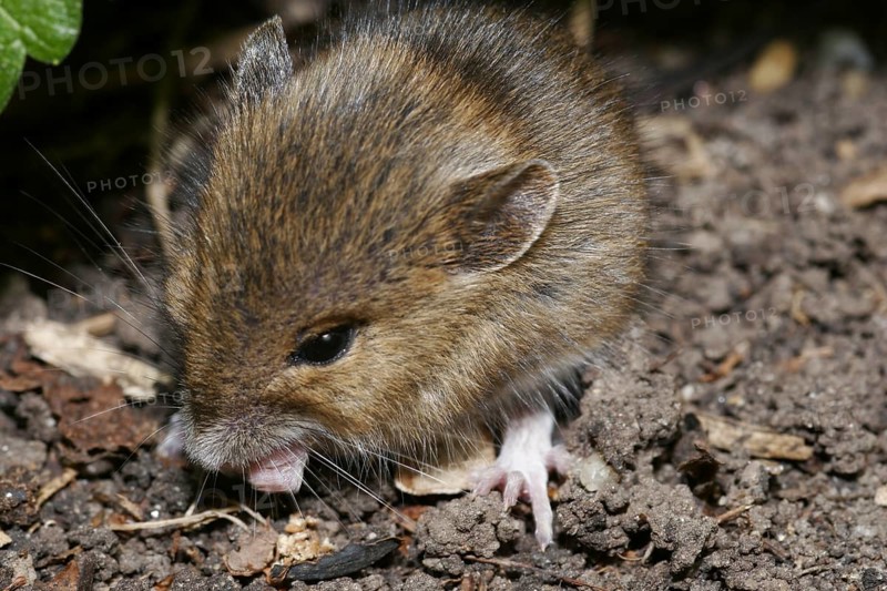 Wood mouse