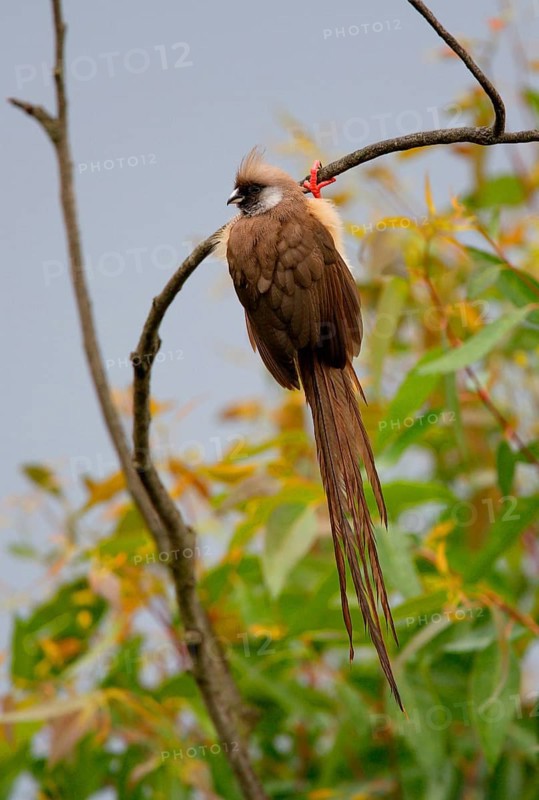 Speckled Mousebird
