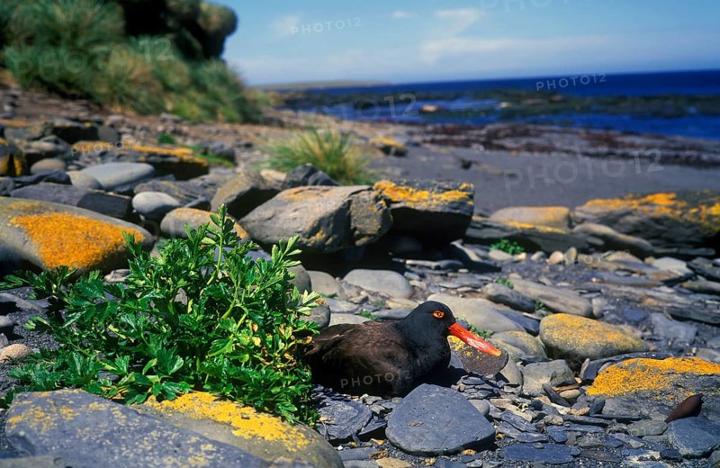 Blackish oystercatcher