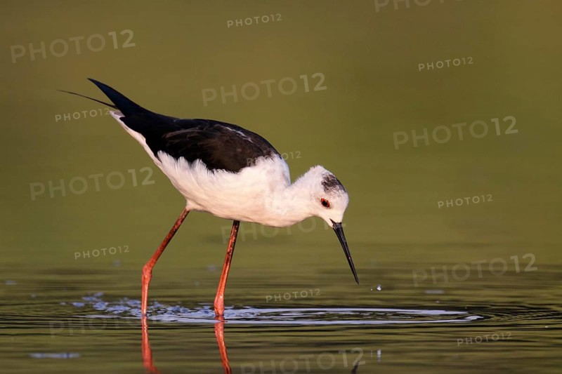Black-winged Black-winged Stilt