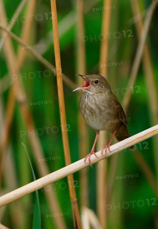 River Warbler