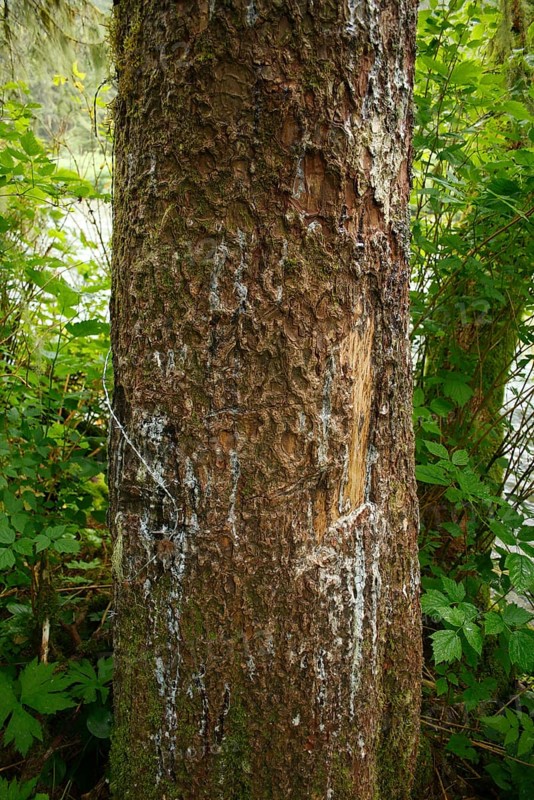 Claw scratch marks of a grizzly bears