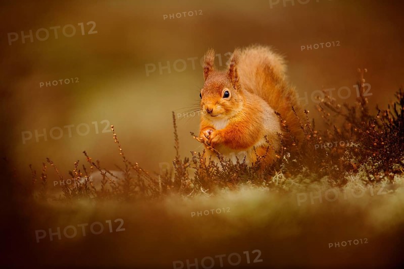 Eurasian red squirrel