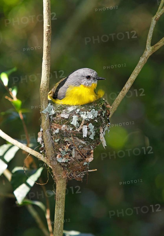 Eastern yellow robin