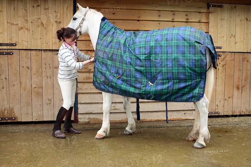 Welsh pony
