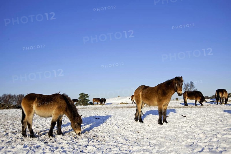 Exmoor pony