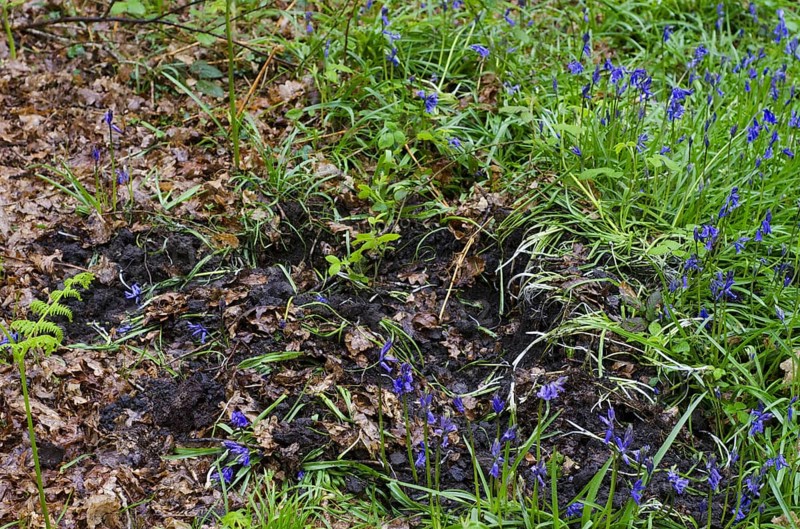 Endymion hyacinth