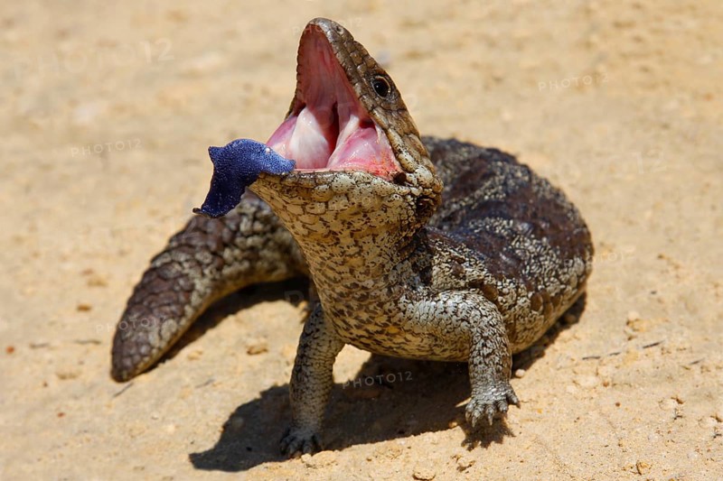 Trachydosaurus rugosus