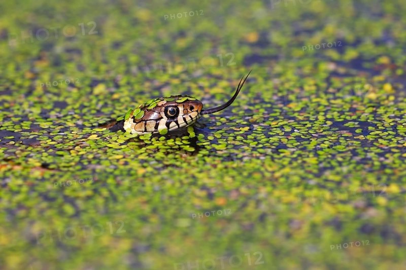 Grass Snake
