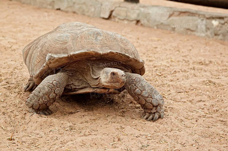 Spurred Tortoise