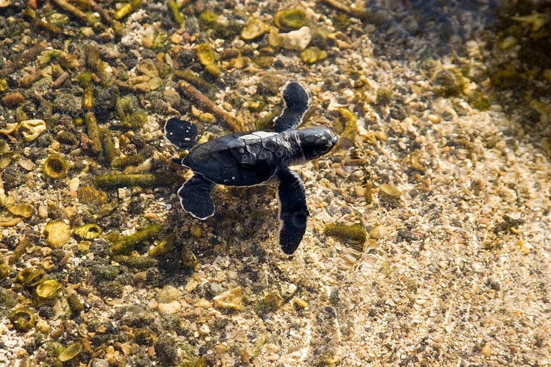 Chelonia mydas agassizi