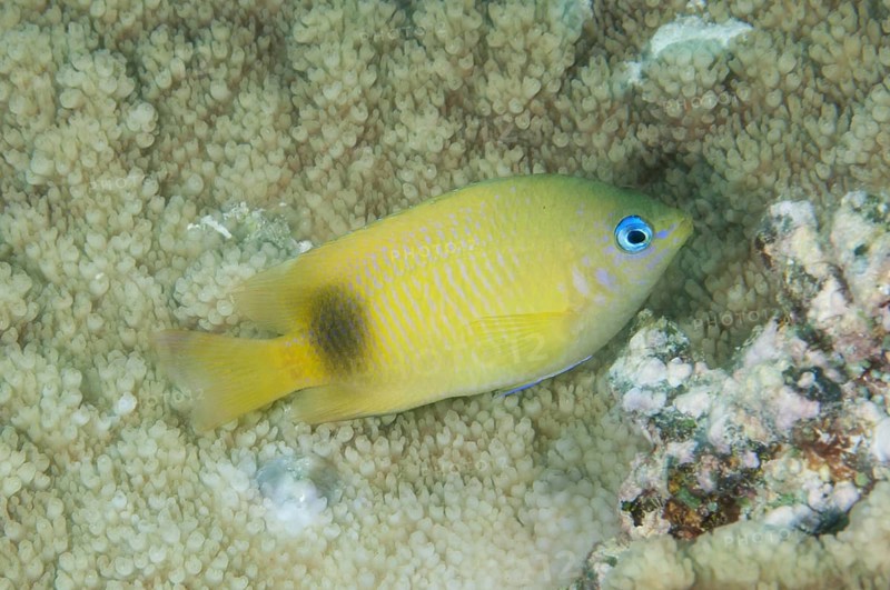 Johnston Damselfish