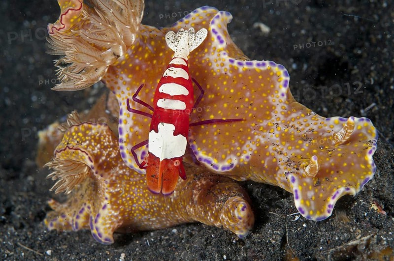 Imperial Shrimp