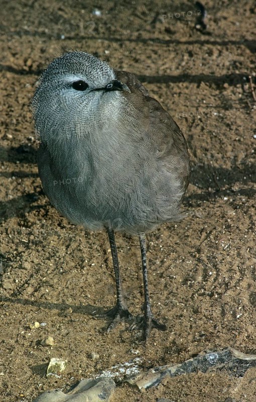 Black-legged seriema