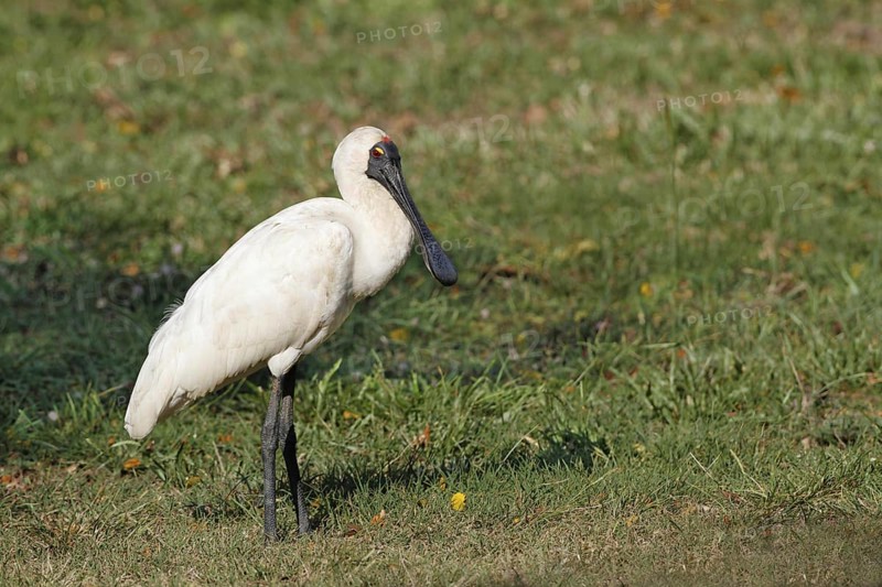 Royal Spoonbill