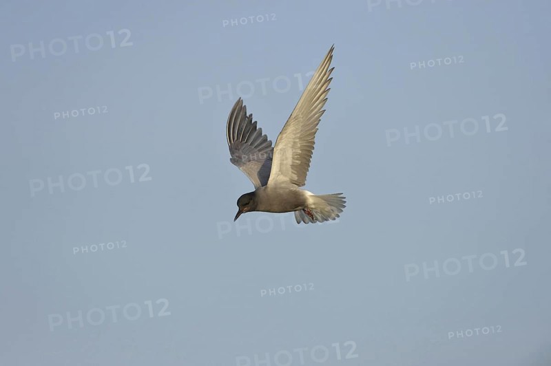 Black Tern