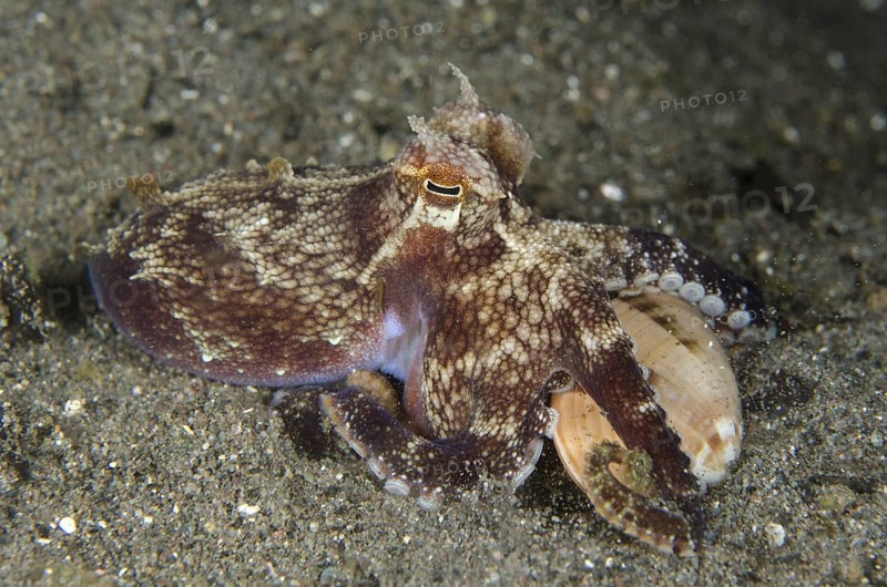 Veined Octopus