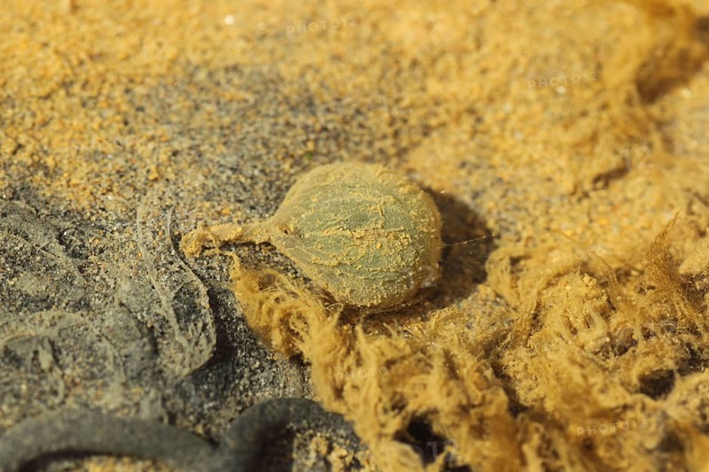 Lugworm