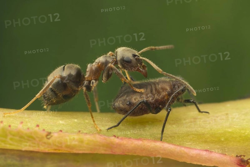 Black Garden Ant