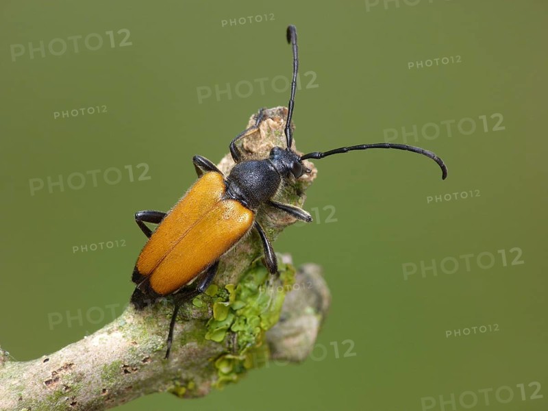 Longhorn beetle