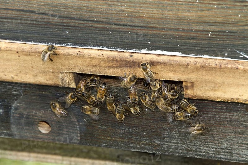 Western Honey Bee