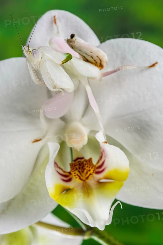 Walking flower mantises