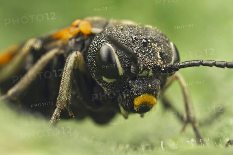 Sawfly