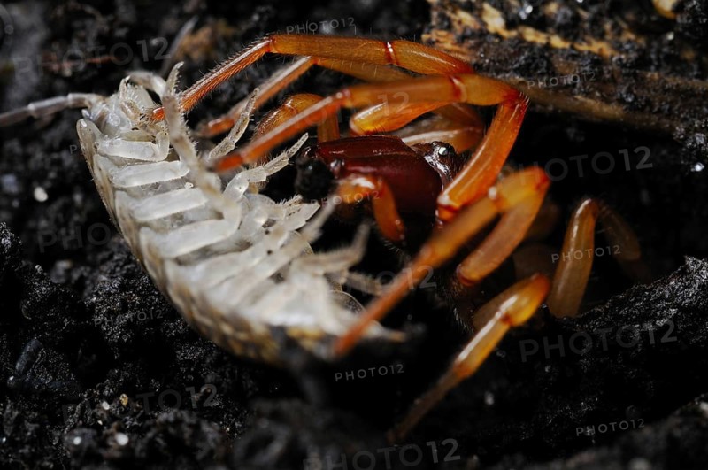 Woodlouse spider