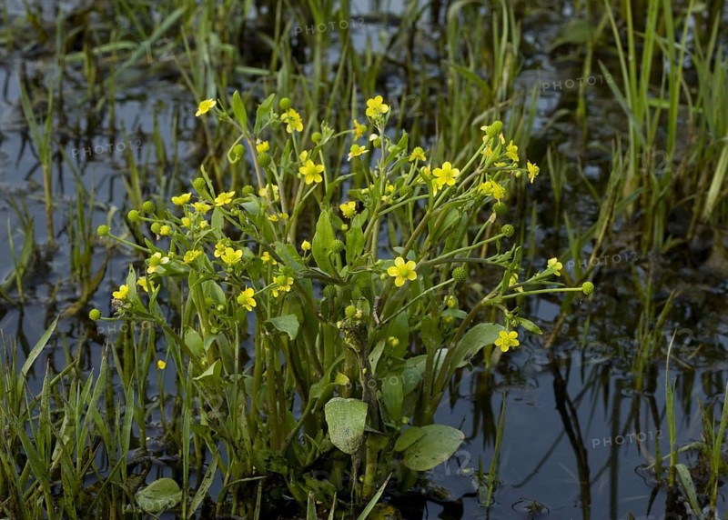 Adder's tongue spearwort